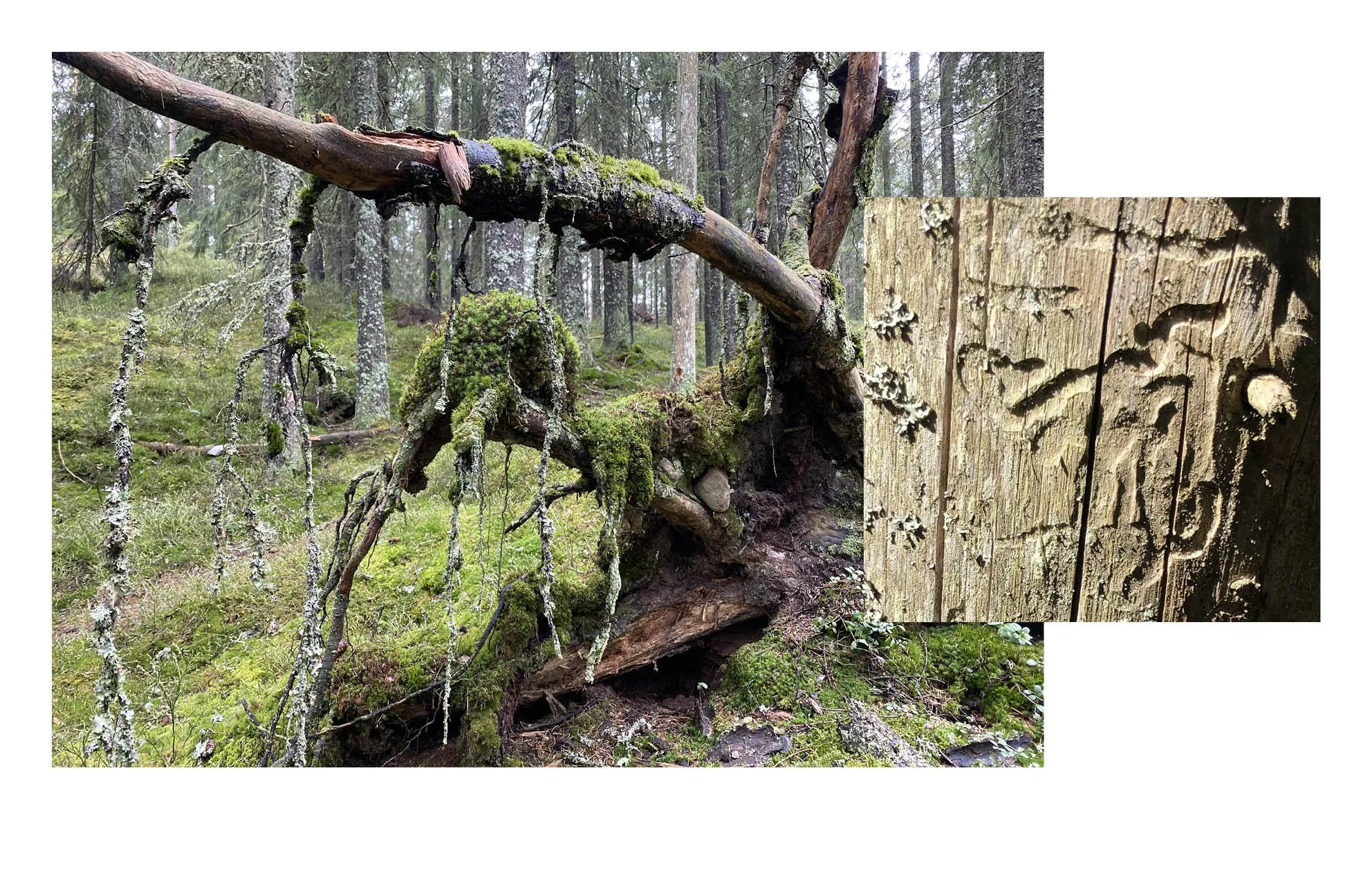 Book spread with a mossy fallen tree in a forest and a close-up of bark beetle carvings in wood